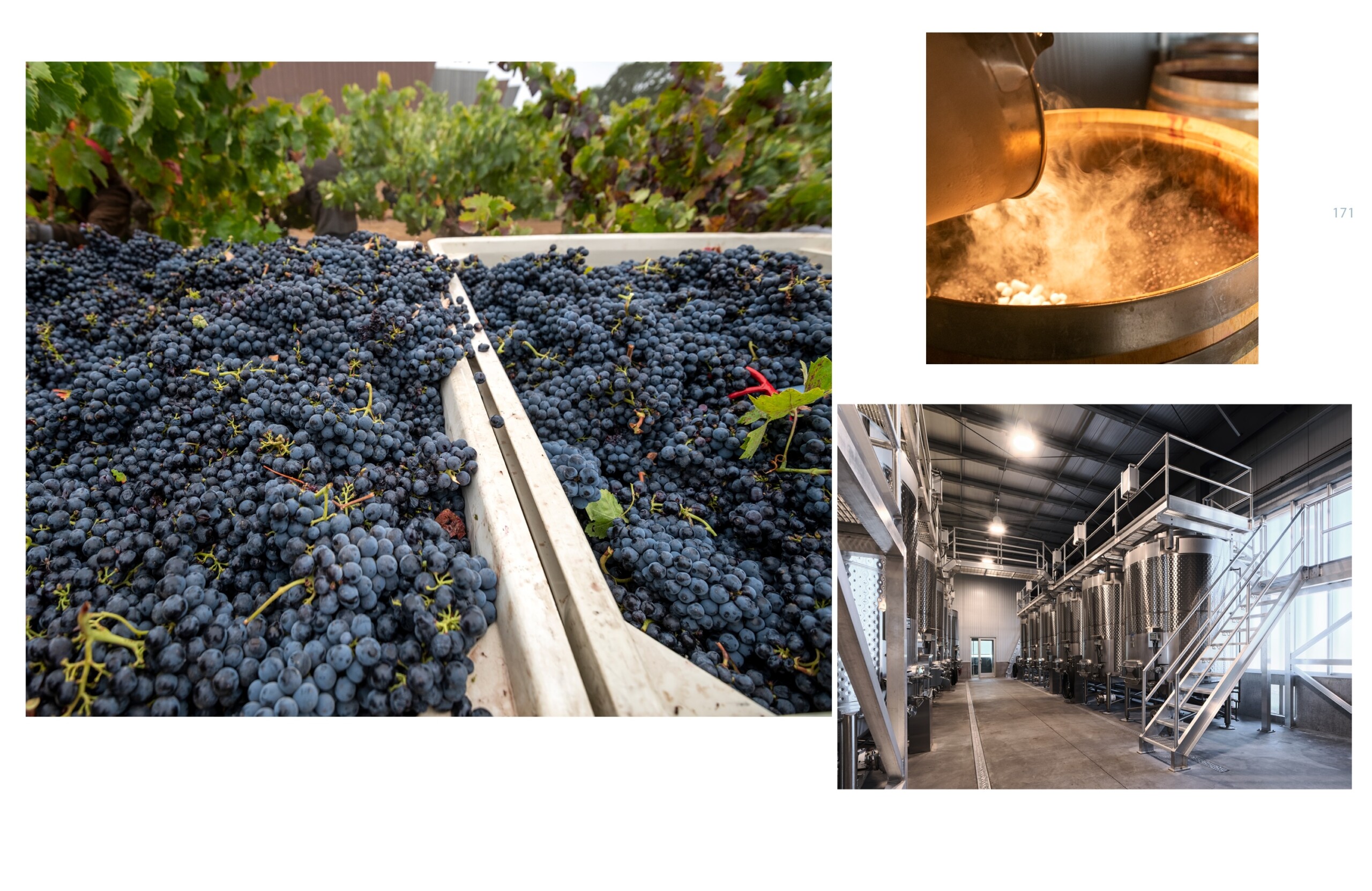 Wine Story5