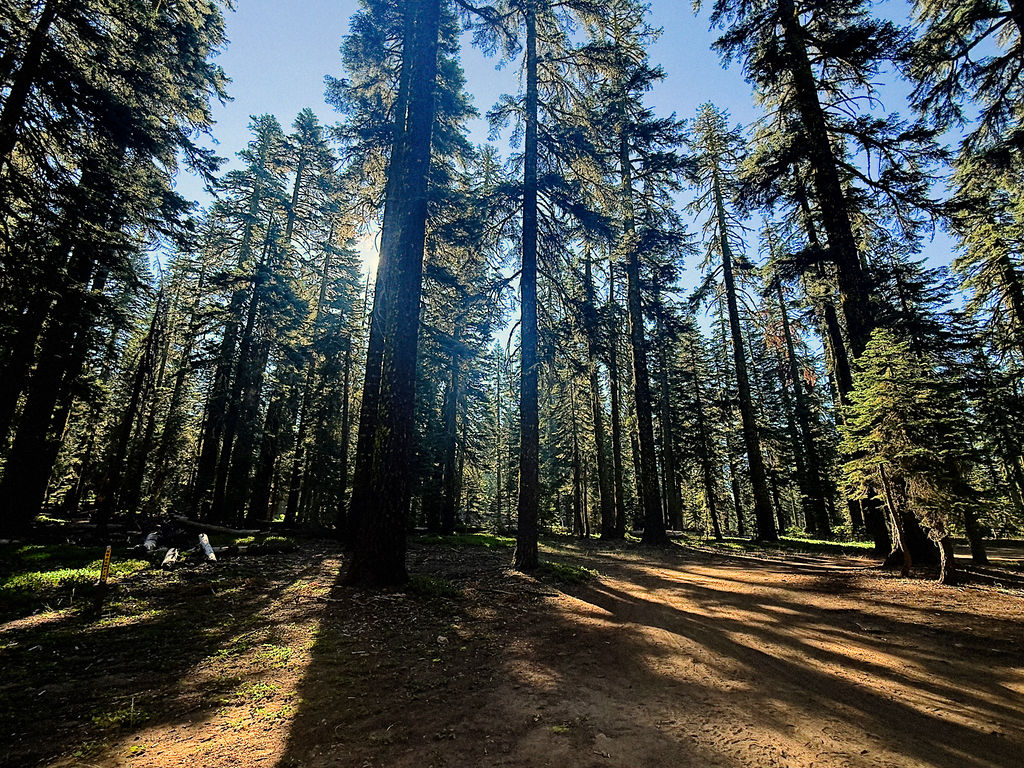 forest_kwalsh